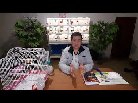 Канарейки- выбор места содержания птицы.  Обращение к родителям и любителям птицы.