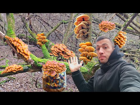 ЗИМОВІ ГРИБИ РОСТУТЬ ЯК НА ДРІЖДЯХ! Фламуліна, Глива, Гігрофори та Польський гриб