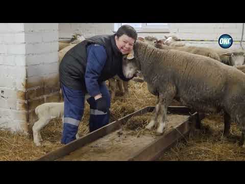 Popovy Farm. Sheep Farm: More Than Just Wool and Meat