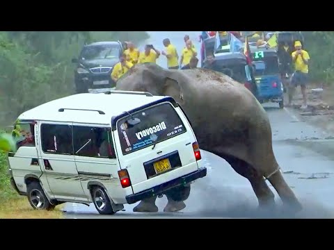You Won't Believe What This Elephant Did!