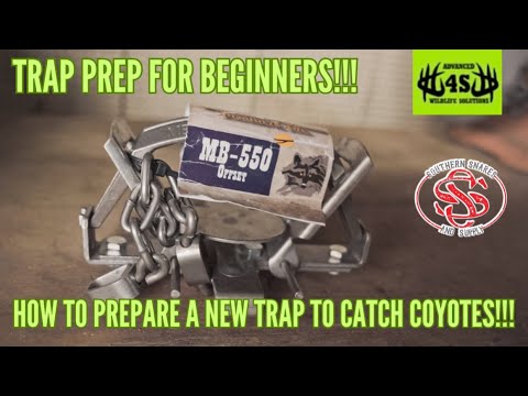 Trap Prep for Beginners(How to Prepare New Traps to Catch Coyotes)!!!