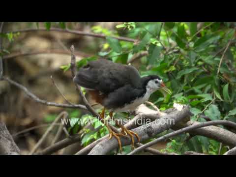 White-Breasted Waterhen in garden peaceful wildlife moments