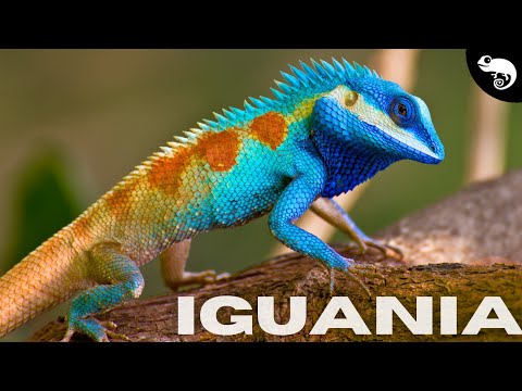 Are These The Most Spectacular Lizards?