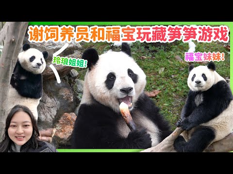 Fubao wins the bamboo shoot hide-and-seek game! fubao with Lingliang star & moon watching night!🌙