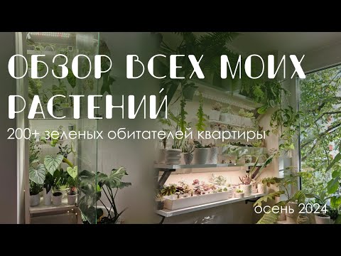 Моя коллекция комнатных растений: 200+ зеленых обитателей в квартире. Октябрь 2024