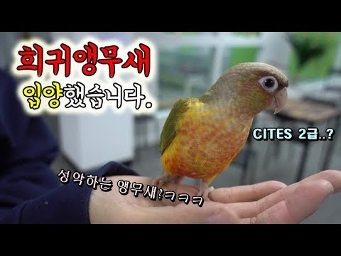 심쿵)희귀앵무새 입양했습니다.키워서 같이 노래해야지^^;;;; [정브르]