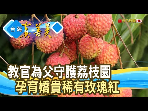 “玫瑰紅”荔枝界愛馬仕｜哈比果園｜【台灣真善美】2023.07.16