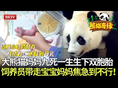 看哭了！大熊猫妈妈九死一生,生下双胞胎宝宝,饲养员带宝宝检查身体,妈妈焦急到不行！【熊猫奇缘】#cute#熊猫