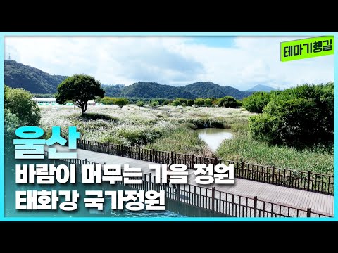 바람이 머무는 가을 정원,태화강 국가정원 | 테마기행길 251114 방송