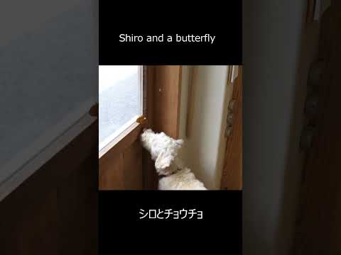 Shiro and a butterfly　#shorts #dog #schnoodle
