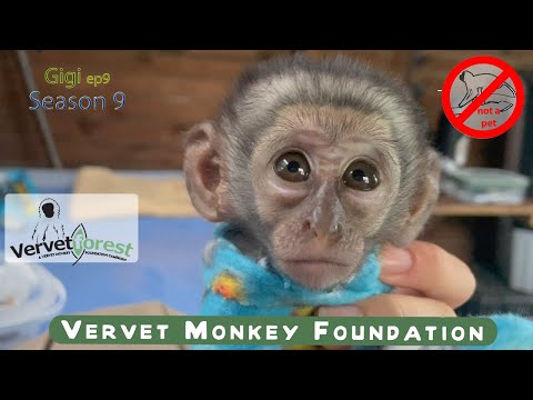 Orphan baby monkey lost his mom to hunting fun, when life is only worth someone else's entertainment