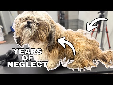 Matted for YEARS...I Couldn't Believe This Coat!