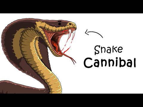 Why It Sucks to Be Born as a King Cobra