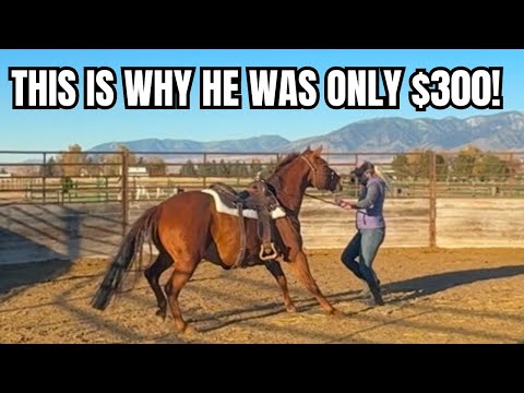 Training a SCARED horse ~ Will he ever get better?