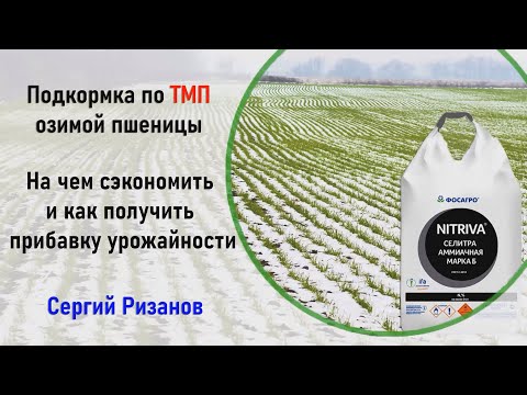 Подкормка азотом озимой пшеницы по таломерзлой почве  (Сергий Ризанов)