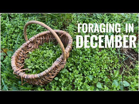 Foraging in December - UK Wildcrafts Foraging Calendar
