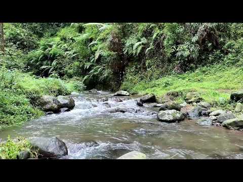 Feel soft calmness with natural river noise in forest air to bring soothing deep relaxation