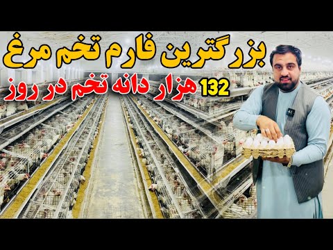 فارم مرغ که بیشتر از مصرف افغانستان تخم مرغ تولید میکند!