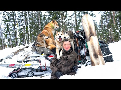 Winter, Taiga and we with a fluffy gang get food | Hunting for moose
