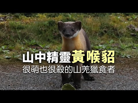 【動物生態】山中精靈黃喉貂｜很萌也很殺的山羌獵食者 (我們的島 1145集 2022-02-28)