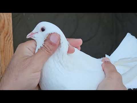 Бакинские голуби Гусейнова Мечнуна в Баку