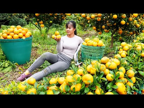 Harvesting ORANGE Garden Go To Market Sell | Phuong Daily Harvesting