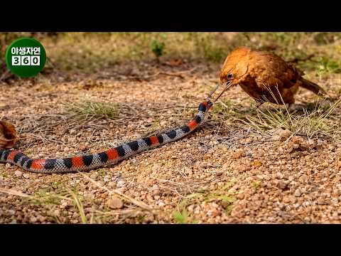 When a Viper Makes a Big Mistake - The Moment of Regret and Tragic Ending Caught on Camera | Anim...