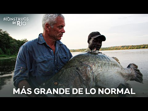 Peces Tan Grandes Que Asustan | T2 | Monstruos de Río