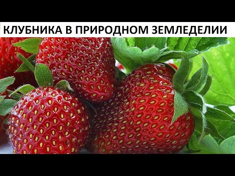 Strawberries in natural farming.