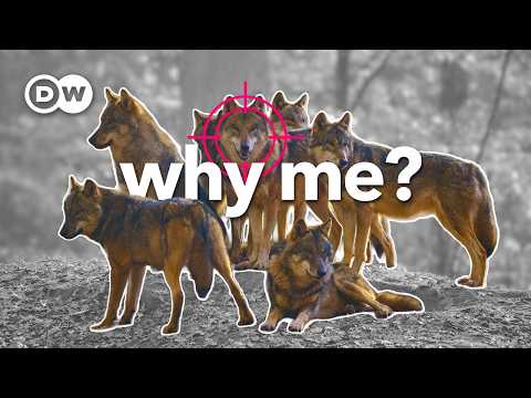 Why the EU voted to start killing these animals