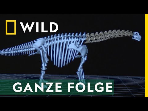 Dino-Giganten - Ganze Folge | Jurassic C.S.I.