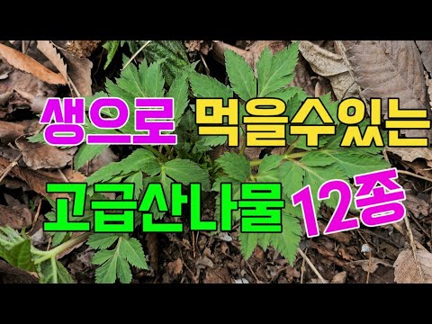 생으로 먹을수있는 고급산나물 12종