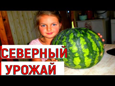 АРБУЗЫ в ОТКРЫТОМ ГРУНТЕ на Севере Ленинградской области