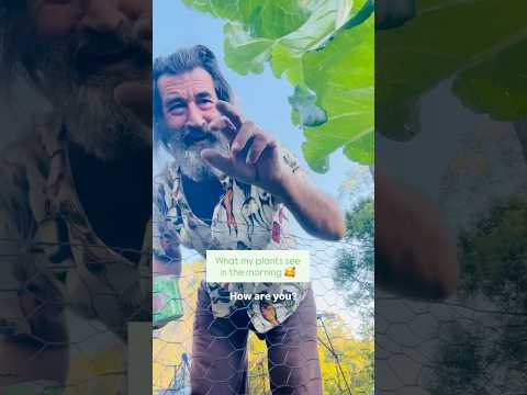 What do your plants see in the morning?