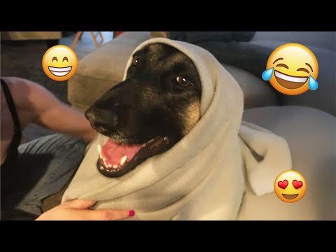 I dare you not to LAUGH at these FUNNY DOGS 😁🦮 - Best Funny Animals Videos 2025 #125