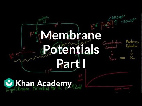 Membrane Potentials - Part 1 | Circulatory system physiology | NCLEX-RN | Khan Academy