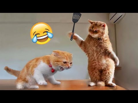 Funniest videos of CATS🐱 and DOGS🐶 #9 | Best funny videos of ANIMALS 🤣2025