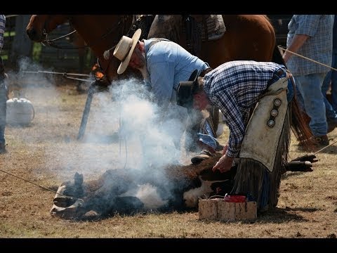 Cattle Branding