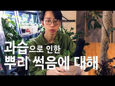 실내식물 과습(뿌리 썩음)의 원인과 대처 방법, 예방법