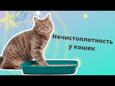 Litter box issues in cats. Why does my cat leave the litter box and what can I do about it?