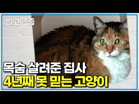 “피와 침을 흘리고 있었어요” 죽어가던 고양이를 지극정성으로 살려냈지만 4년이 지나도 마음을 굳게 닫아 다가갈 수조차 없다는데｜고양이를 부탁해｜알고e즘