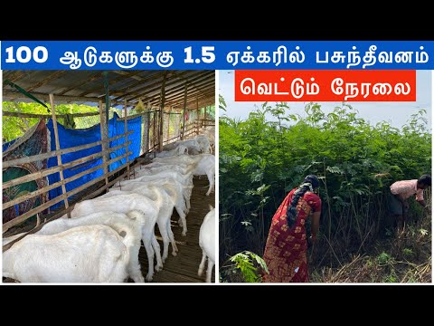30 நிமிடத்தில் 100 ஆடுகளுக்கு கணவன் மனைவி பசுந்தீவனம் வெட்டும் நேரலை | Green fodder for goats