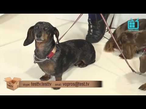 TEST.TV: Все для животных. Самые громкие собаки Таксы.