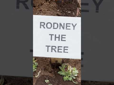 Why did this tree go viral?