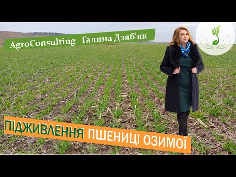 Коли підживлювати, як підживляти слабку і добре розвинуту пшеницю, які види добрив застосовувати?