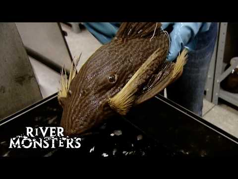 The STRANGEST and MOST BIZARRE | River Monsters