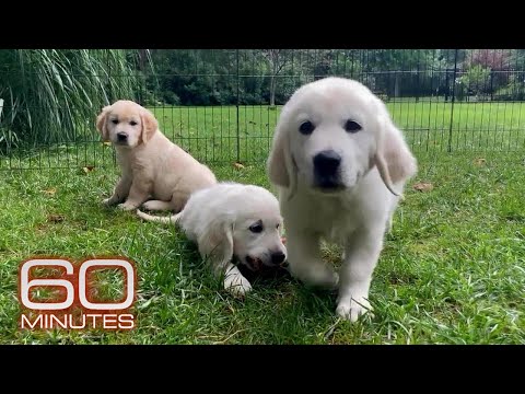 "Friendliness mutations" in dog DNA | 60 Minutes Archive
