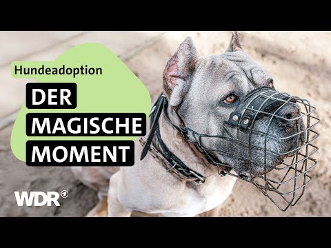 Mensch und Hund: Eine besondere Verbindung | S04/E01 | Hallo Tierheim! | WDR