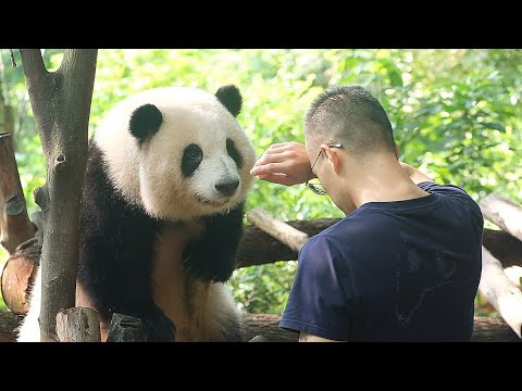 Nanny: Let’s go home! HeHua: Where is Grandpa Tan? Where are my apples?