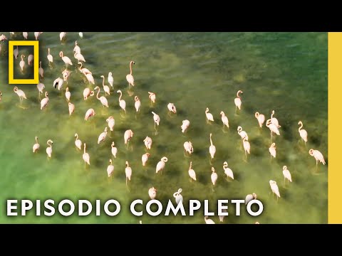 Explorando la Megadiversidad de Yucatán | Sobrevolando | Nat Geo en Español